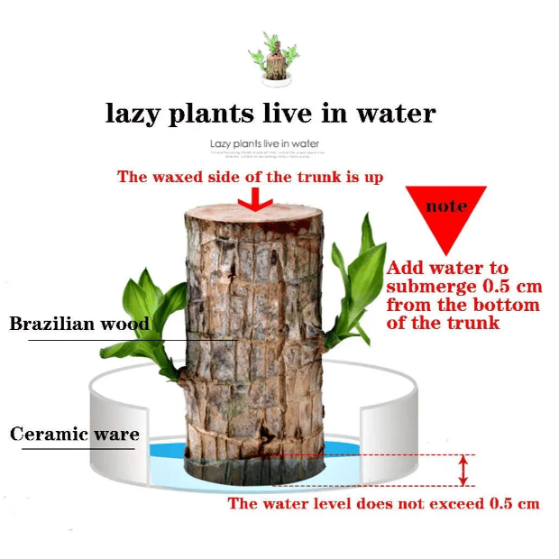 ✨Special Sale - 49% OFF✨Lucky Brazil Wood Potted Plant