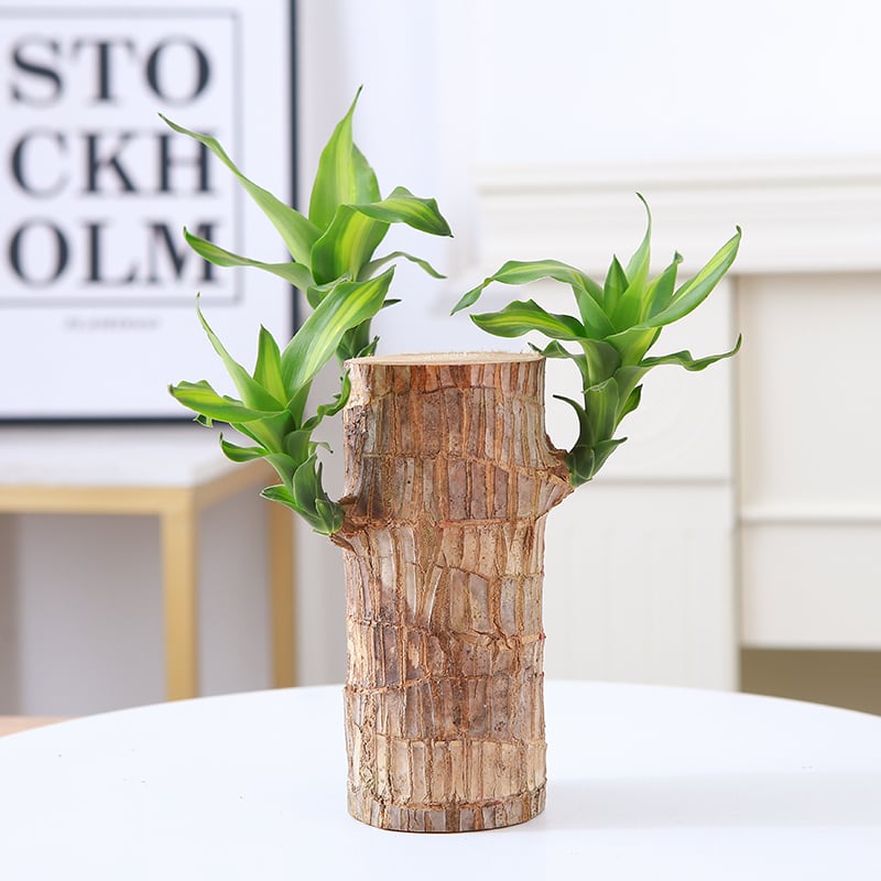 ✨Special Sale - 49% OFF✨Lucky Brazil Wood Potted Plant