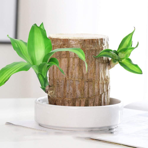 ✨Special Sale - 49% OFF✨Lucky Brazil Wood Potted Plant