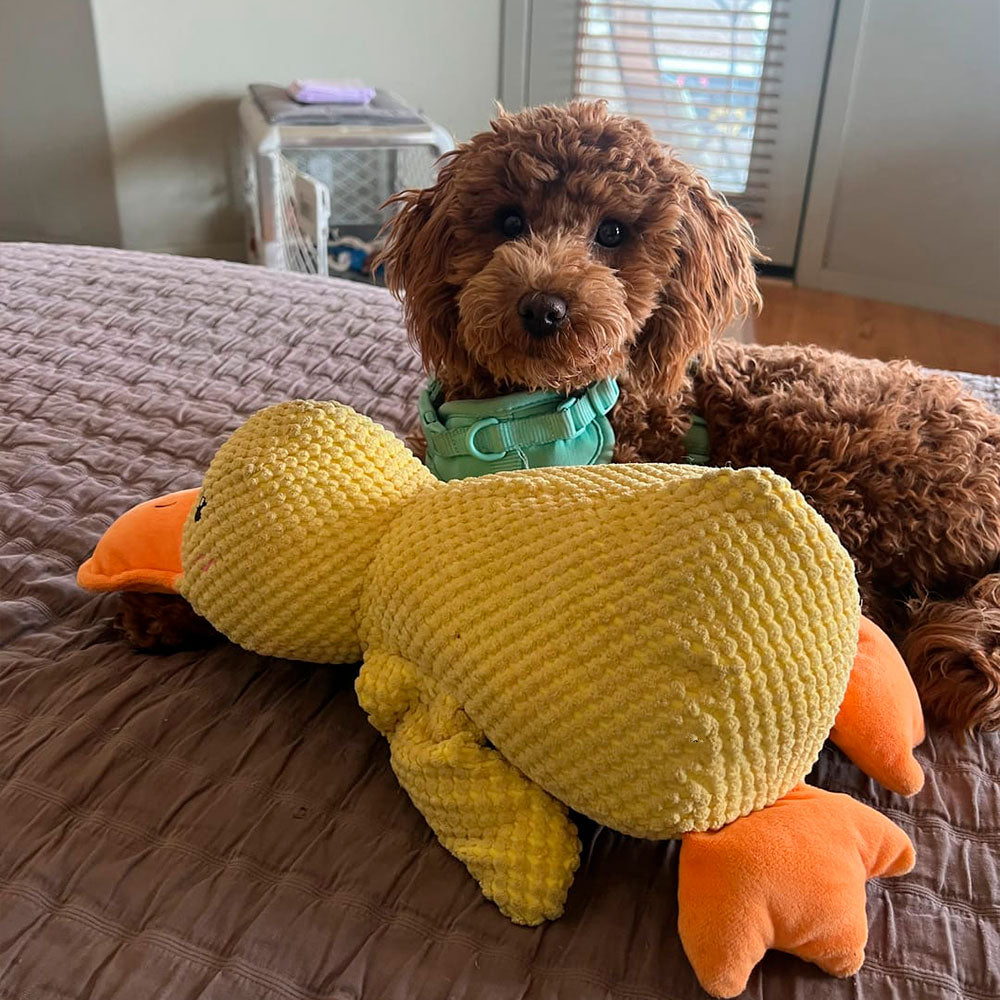 š¦Best Pet Supplies Crinkle Duck Plushš¦
