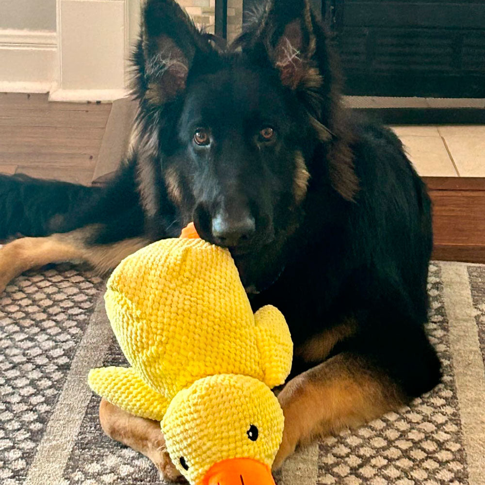 š¦Best Pet Supplies Crinkle Duck Plushš¦