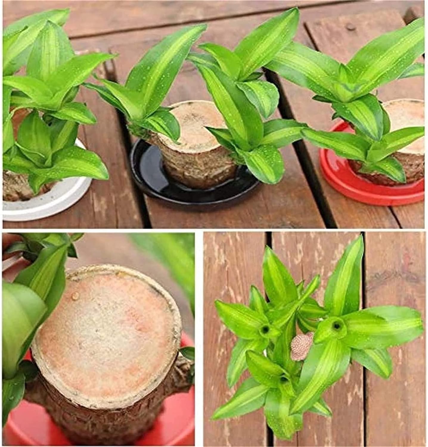 ✨Special Sale - 49% OFF✨Lucky Brazil Wood Potted Plant