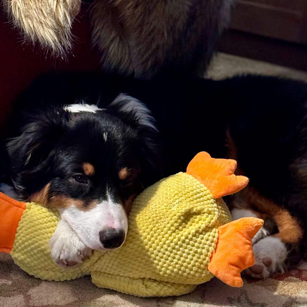 š¦Best Pet Supplies Crinkle Duck Plushš¦