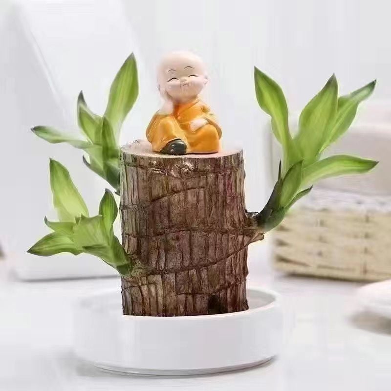 ✨Special Sale - 49% OFF✨Lucky Brazil Wood Potted Plant