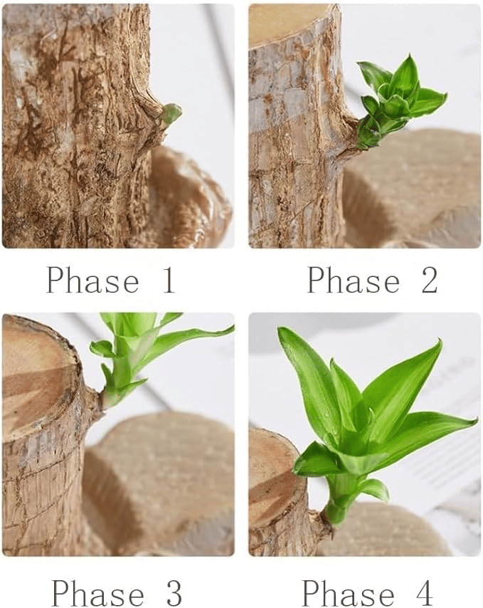 ✨Special Sale - 49% OFF✨Lucky Brazil Wood Potted Plant