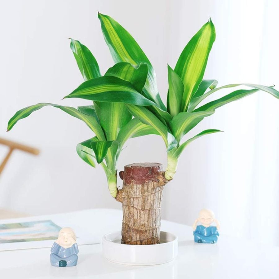 ✨Special Sale - 49% OFF✨Lucky Brazil Wood Potted Plant